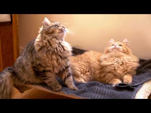 Inside with Cats, Duchess and O'Malley