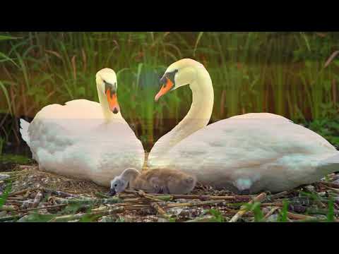 Romance Anonyme  -  André Rieu