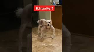 Skinwalker 😐?? #shorts #scary #skinwalkers