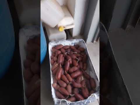 LOJA de Nenê bagaceira, são José de Caiana PB. 
