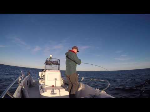 Meritaimen 60cm Helsingin edustalta