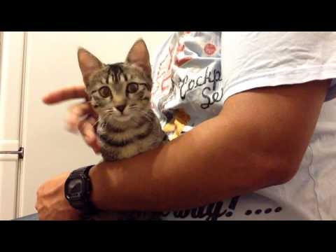 16-week-old Egyptian Mau kitten 