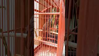 Download lagu Suara Pancingan Poksay Rawa mp3