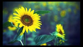 Greg Cooper - Little Sunflower