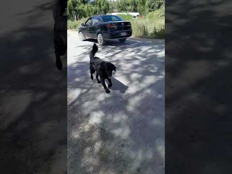 Cachi, Salta. #turismo #tourism #salta #beautiful #vida #trekking #nature #perros #paisagem #perro