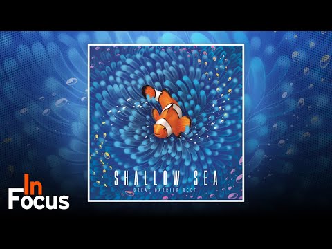 Shallow Sea - In Focus