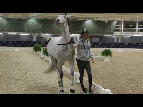 Hästbesiktning Fredrik Reuterskiöld