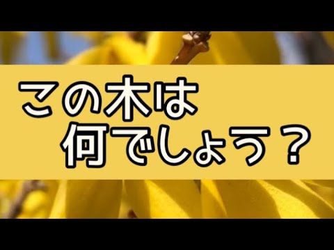 黄色の春の花を持つ低木レンギョウの前兆春
