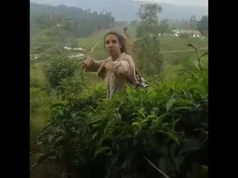 Tea Dance Sonja J HOA