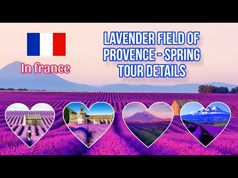 Lavender Field of Provence - Spring Tour Details in France #travel #events #vlogs #travelshorts
