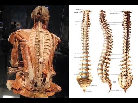 Come osteocondrosi primo passo cura Balsami Dikulja per le articolazioni di acquistare