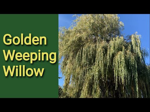 Golden Weeping Willow