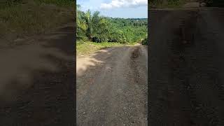 Download lagu MASUK KE KAMPUNG MUARA TOYU KABUPATEN PASER #shorts #paser #toyu #kampung mp3