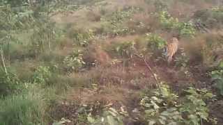 preview picture of video 'Bangabandhu Safari Park-Gazipur-Bangladesh------ 08'
