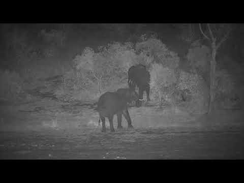 Djuma: Elephants getting a drink - 23:45 - 08/26/20