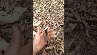 Download lagu me nyuam qaib qus hav fab mp3 Download lagu me nyuam qaib qus hav fab mp3