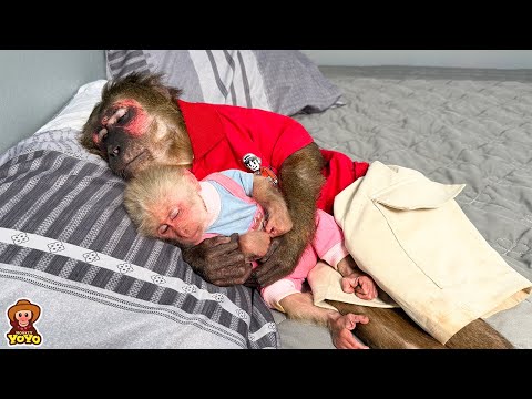 Cute Daily Activities of YoYo Jr and Baby Monkey YuLi”