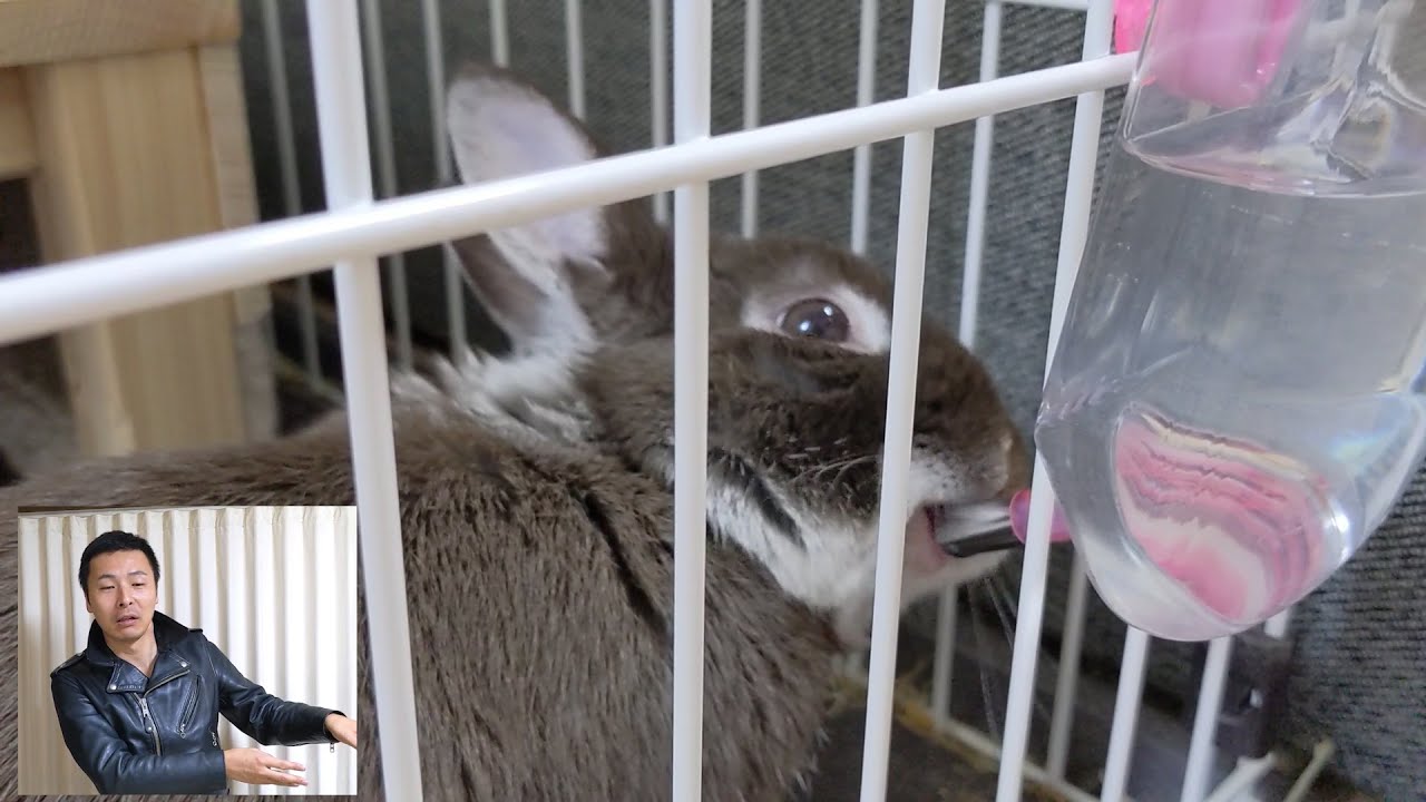 マスクが何処にも売ってない日常生活だぜMAJIDE