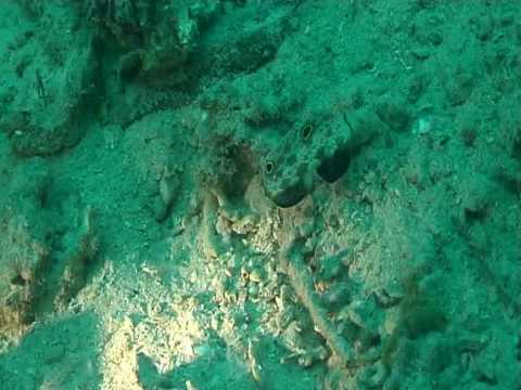 Keine Ahnung was für ein Fisch?