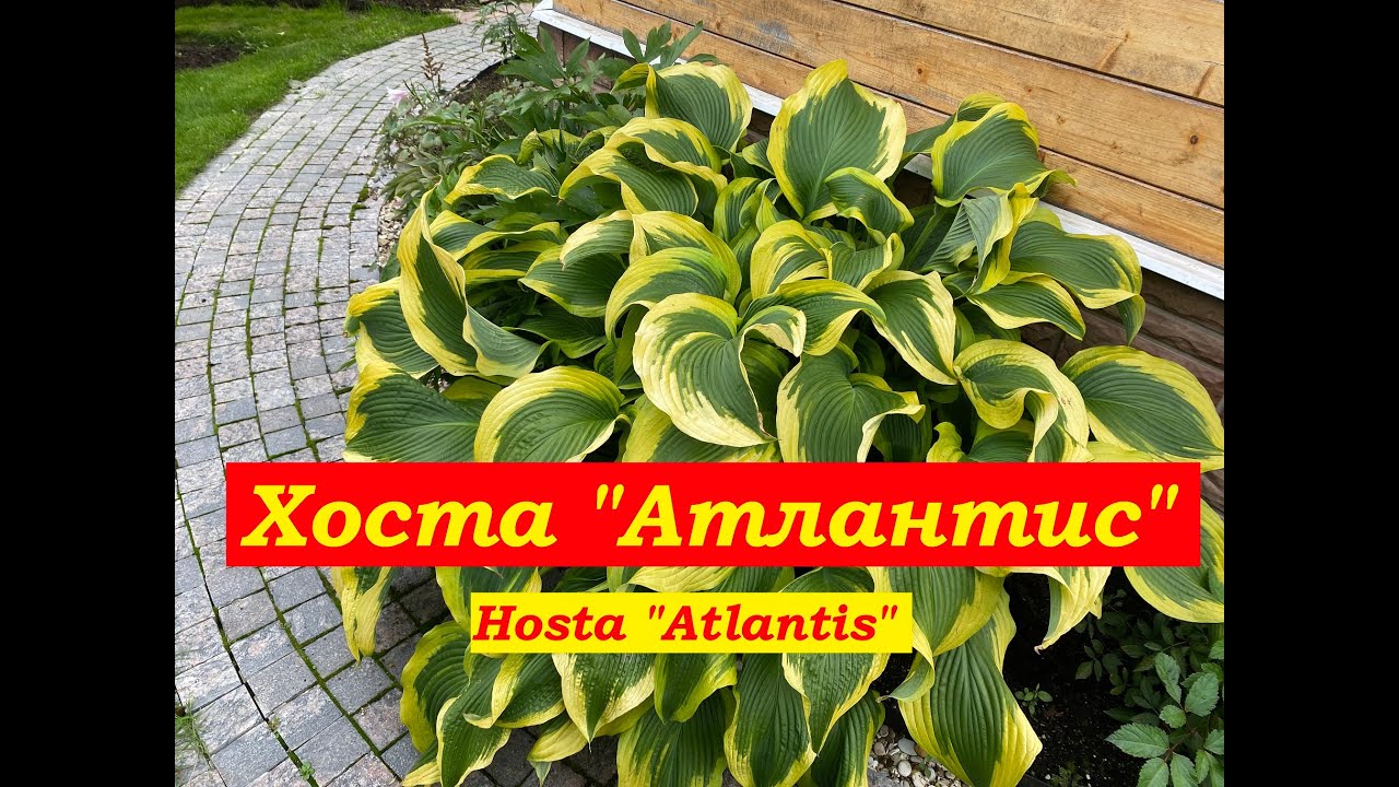 Хоста Атлантис Hosta Atlantis