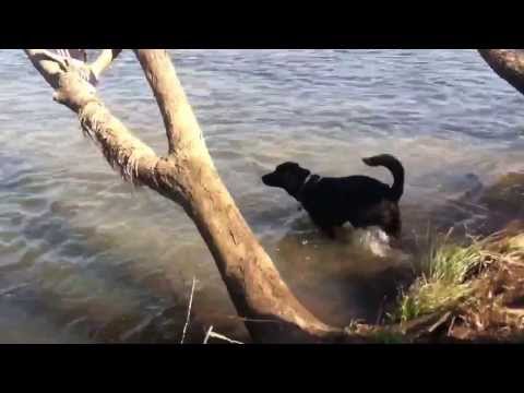 Day at Canal & The Cat went Missing??? - February 2014 Vlog 6