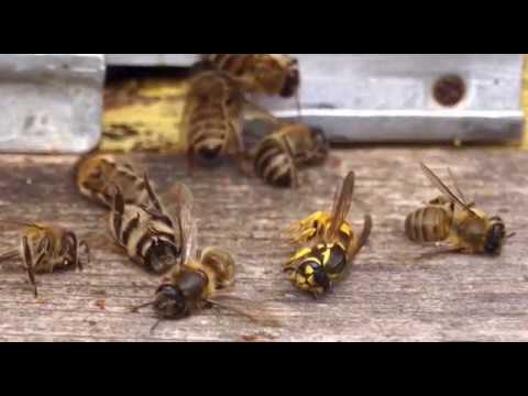 Boja meda ep. 33 23.10.2018. NAJAVA