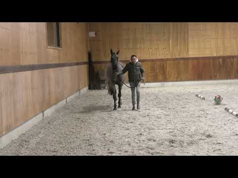 Wine O'Clock BP&V (gaits)