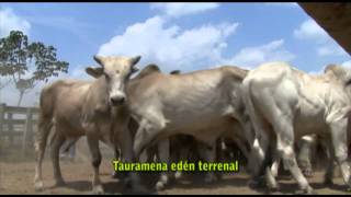 preview picture of video 'Himno de Tauramena - Casanare'