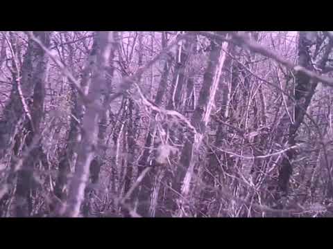 SAG NATURE srl - Ago&Ale Woodcock Hunting Season 2019-20 - Beccaccia