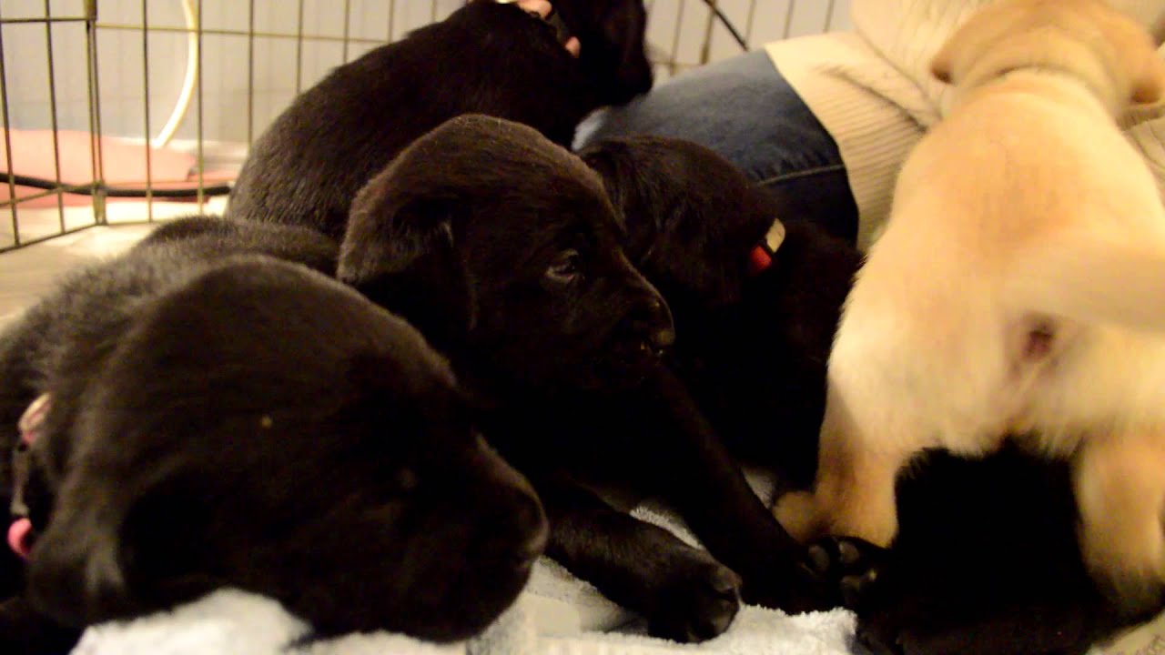 Home Litter Care - Wendy Rettig