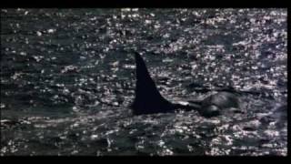 STOP ANIMAL CRUELTY ! Orca The Killer Whale SAD MOVIE