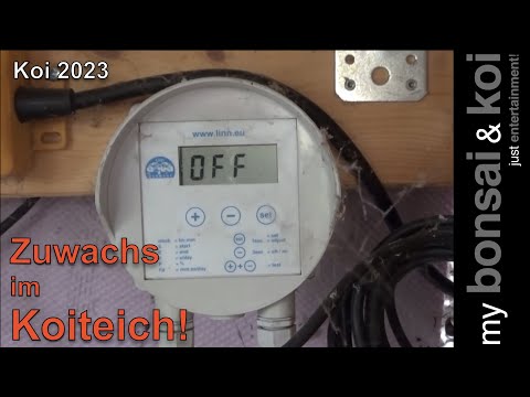 Koi 2023-2 - Zuwachs im Koiteich