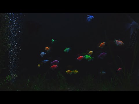 Beautiful Aquarium at Night | No Music | 10 Hour Sleep Sound | Full HD