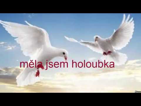 Měla jsem holoubka