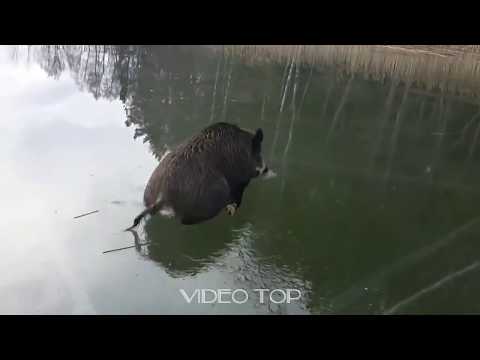 Атака и необычные случаи в охоте на кабана
