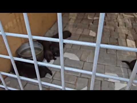 Puppies at Ashiyana Farm, Al Rowayyah, Dubai