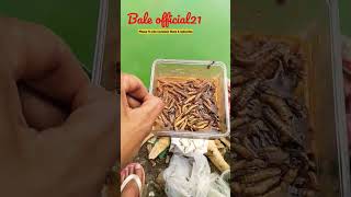 Download lagu UMPAN JITU MANCING LELE & BAWAL - Baleofficial21 #mancingmania #umpanjitubawal #mancinglele mp3 Download lagu UMPAN JITU MANCING LELE & BAWAL - Baleofficial21 #mancingmania #umpanjitubawal #mancinglele mp3