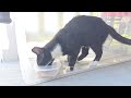 Tuxie A Growing Boy And Always Hungry