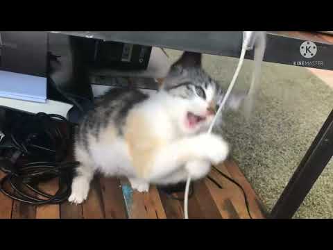 baby cat - cute and funny cat video to keep you smiling  SPT animals
