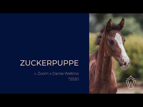 Zuckerpuppe – Stutfohlen von Zoom x Dante Weltino – Juni 2020