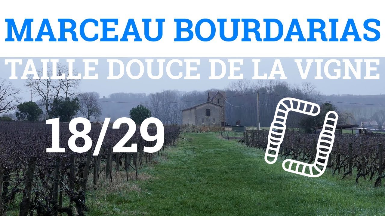 18/29 - M. BOURDARIAS - Taille Douce de la Vigne - Travail/Investissement/Rendement