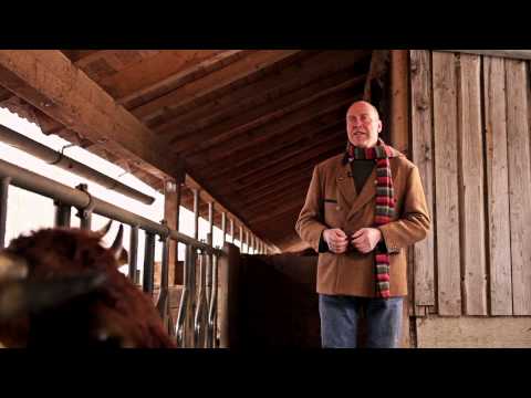 Murnau-Werdenfelser Rinder im Winter