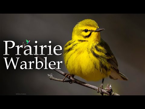 Horárik prériový (Setophaga discolor) — spev a hlas v prírode
