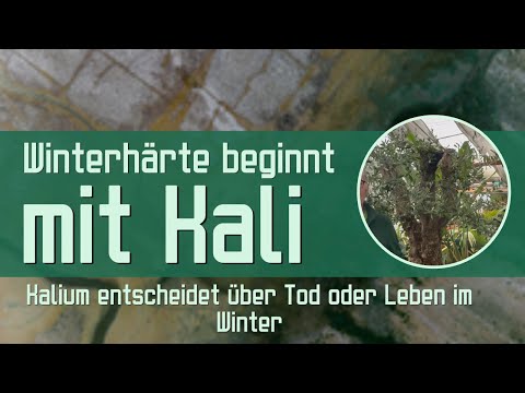 Der Pflanzenarzt (René Wadas) and Let's Grow