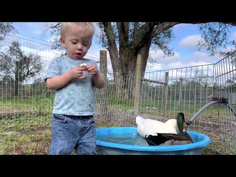 Sharing cookies with ducks #Ducks #cookies #rescue #farm #farmlife #boyle #animals