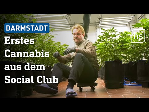 Bald keine Genehmigungen mehr? Gegenwind für Cannabis-Clubs | hessenschau