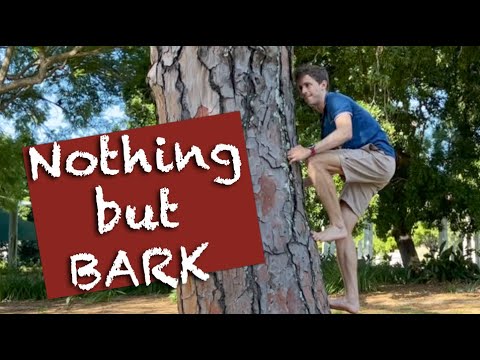 How to climb a large tree without branches by gripping the bark