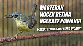 Download lagu KOLIBRI KELAPA BETINA GACOR - KORLAP KOLIBRI MANGGAR BETINA FUL NGECRET - SUARA KOLIBRI WICEH BETINA mp3