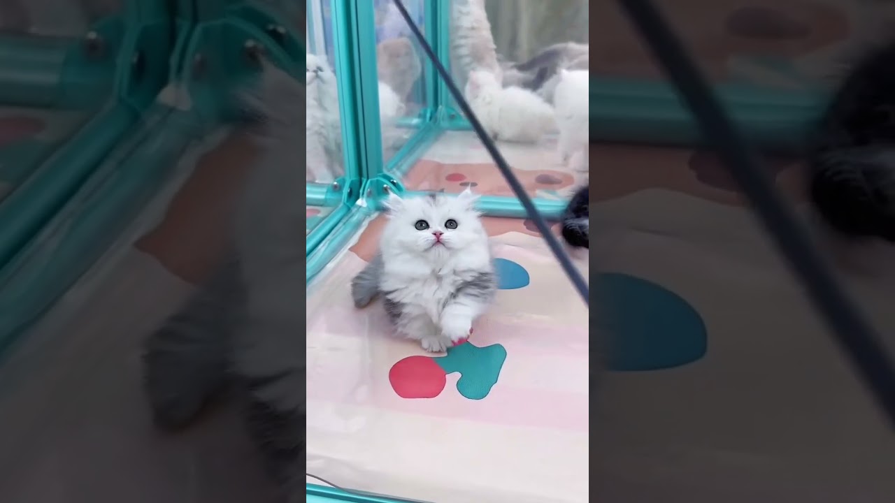 Cute little furballs ♥ #cat #kitten #cute #animal