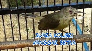 Download lagu KOLIBRI MANGGAR BETINA MEMANGGIL JANTAN mp3 Download lagu KOLIBRI MANGGAR BETINA MEMANGGIL JANTAN mp3